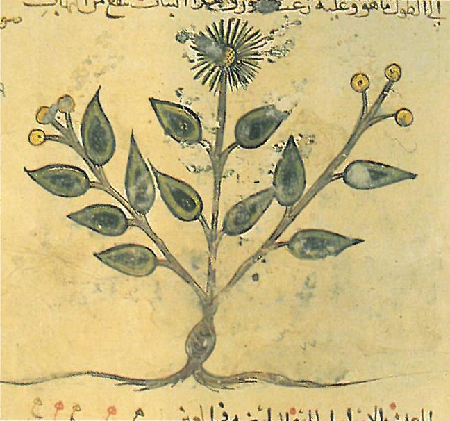 81 04 Farmacopea Araba Medievale