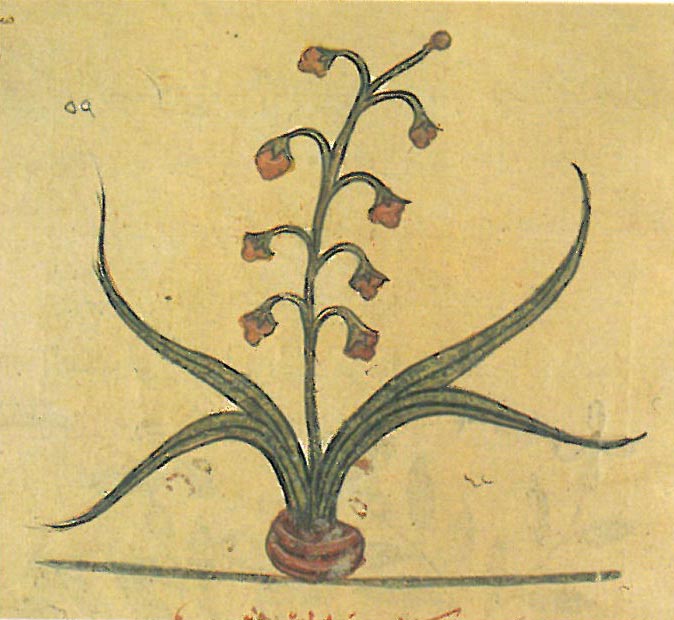 81 06 Farmacopea Araba Medievale