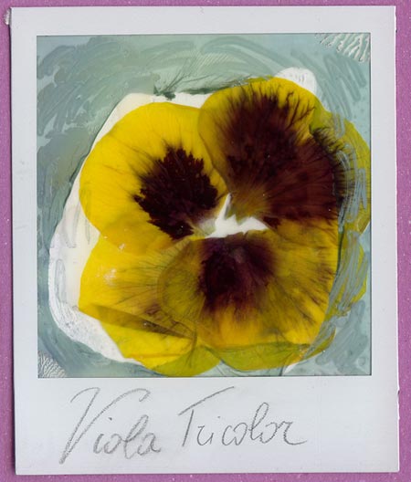 Herbarium Impossible Marianna Battocchio Polaroid Panse 11