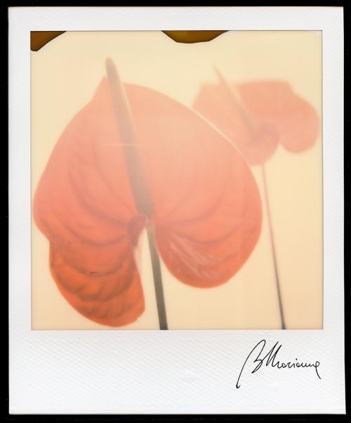 01Marianna Battocchio Polaroid Impossible fiori Anthurium