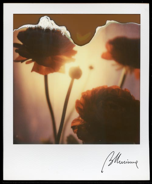 01Marianna Battocchio Polaroid Impossible fiori ranuncoli tramonto