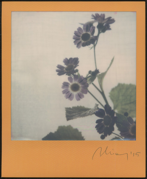 2015 Polaroid Impossible Frame colours Marianna Battocchio Cineraria blu