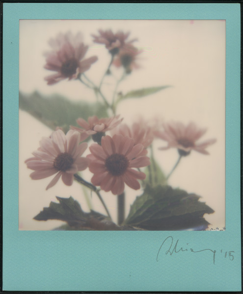 2015 Polaroid Impossible Frame colours Marianna Battocchio Cineraria rosa