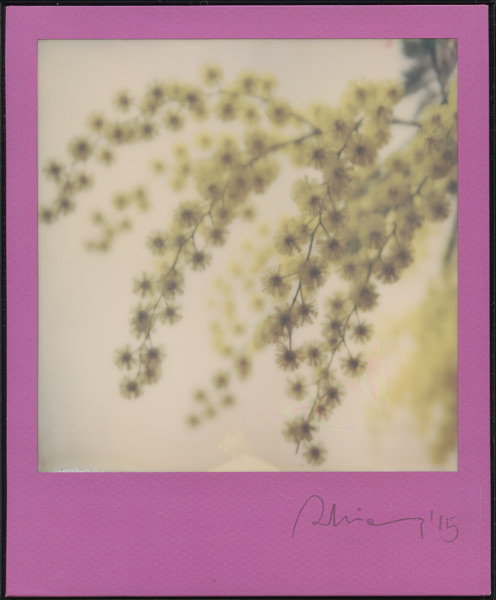 2015 Polaroid Impossible Frame colours Marianna Battocchio Mimosa