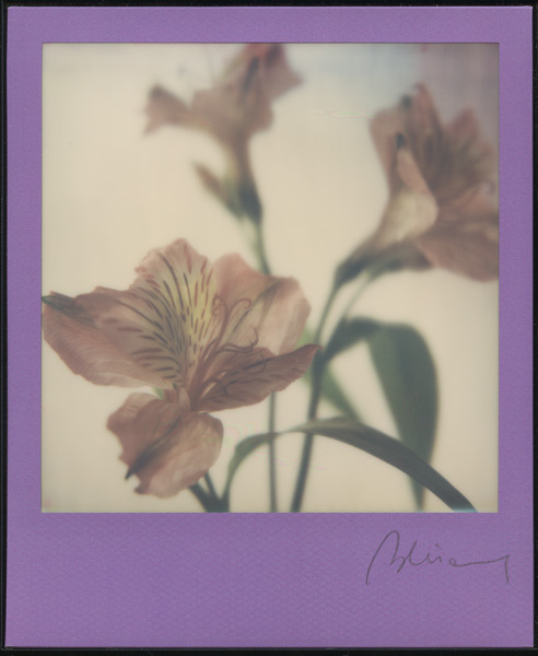2015 Polaroid Impossible Frame colours Marianna Battocchio alstroemeria